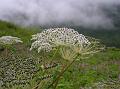 Milk Parsley